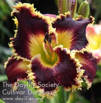 Daylily Dad's Black Gold